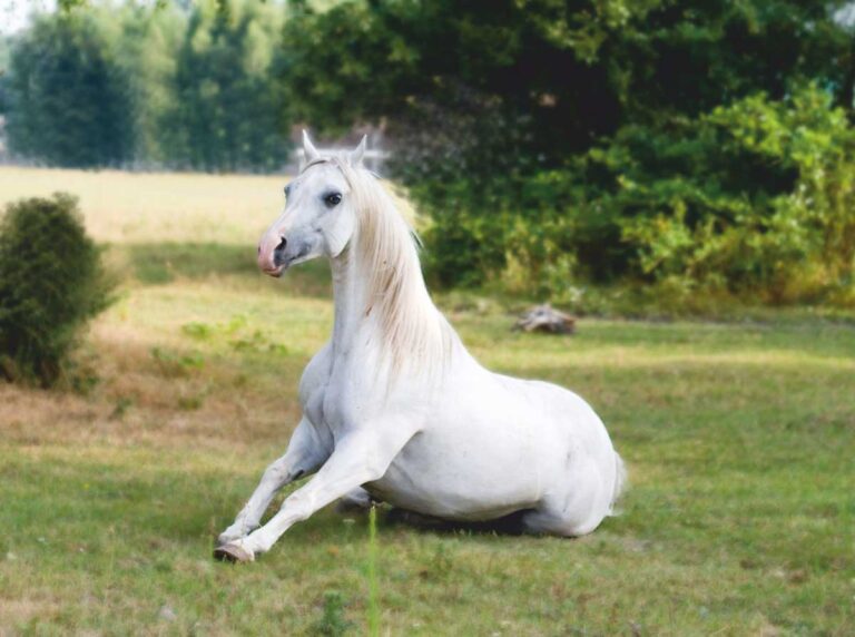Knielend paard